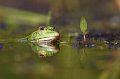 941 - grenouille verte - HELLIER Emmanuel - france